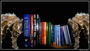 They come in quit handy  those seahorses... by Dray Van Beeck 